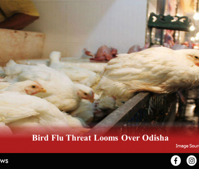 Bird Flu Threat