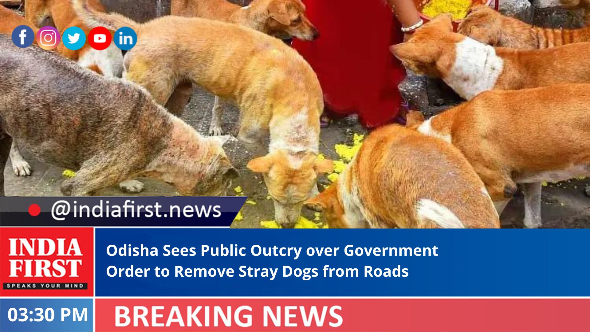 Odisha Sees Public Outcry over Government Order to Remove Stray Dogs from  Roads - India First e Newspaper
